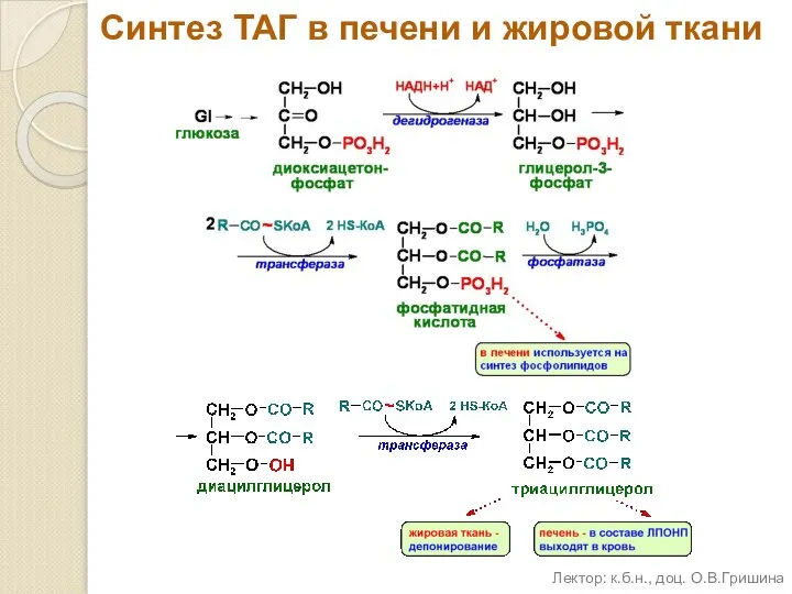 Синтез ТАГ в печени и жировой ткани Лектор: к.б.н., доц. О.В.Гришина