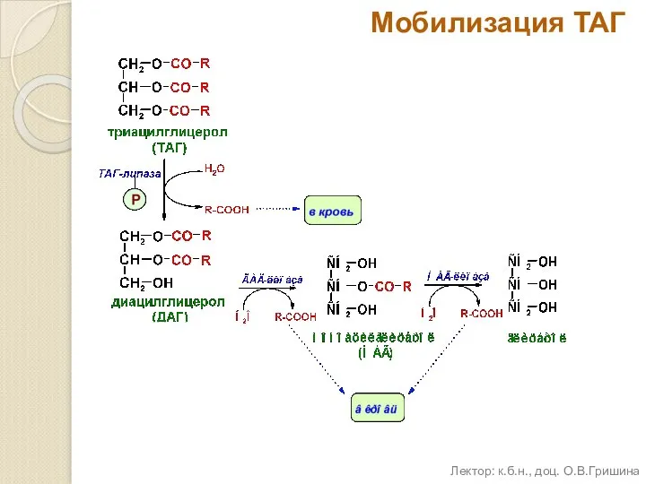 Мобилизация ТАГ Лектор: к.б.н., доц. О.В.Гришина