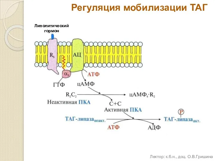 Регуляция мобилизации ТАГ Липолитический гормон Лектор: к.б.н., доц. О.В.Гришина