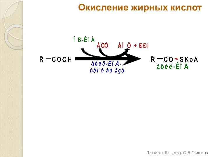 Окисление жирных кислот Лектор: к.б.н., доц. О.В.Гришина