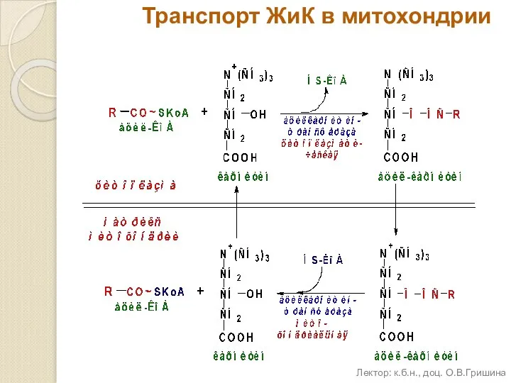 Транспорт ЖиК в митохондрии Лектор: к.б.н., доц. О.В.Гришина