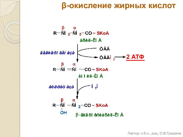 β-окисление жирных кислот 2 АТФ Лектор: к.б.н., доц. О.В.Гришина