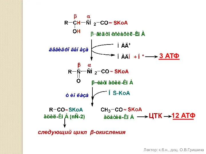 3 АТФ ЦТК 12 АТФ следующий цикл β-окисления Лектор: к.б.н., доц. О.В.Гришина