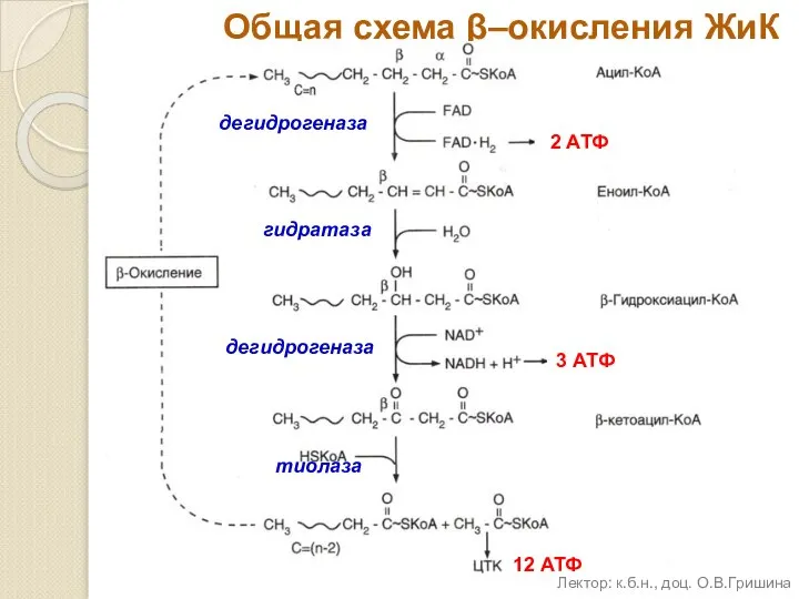 Общая схема β–окисления ЖиК дегидрогеназа гидратаза дегидрогеназа тиолаза 2 АТФ 3