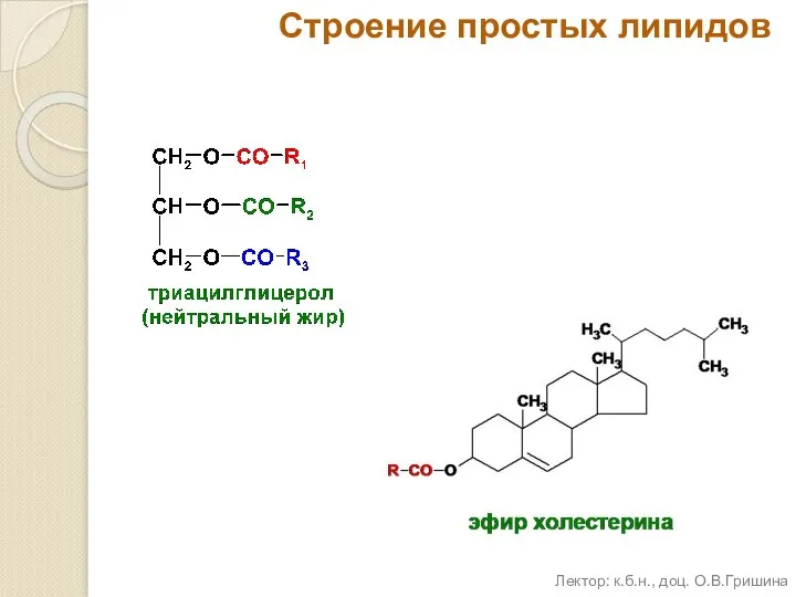 Строение простых липидов Лектор: к.б.н., доц. О.В.Гришина