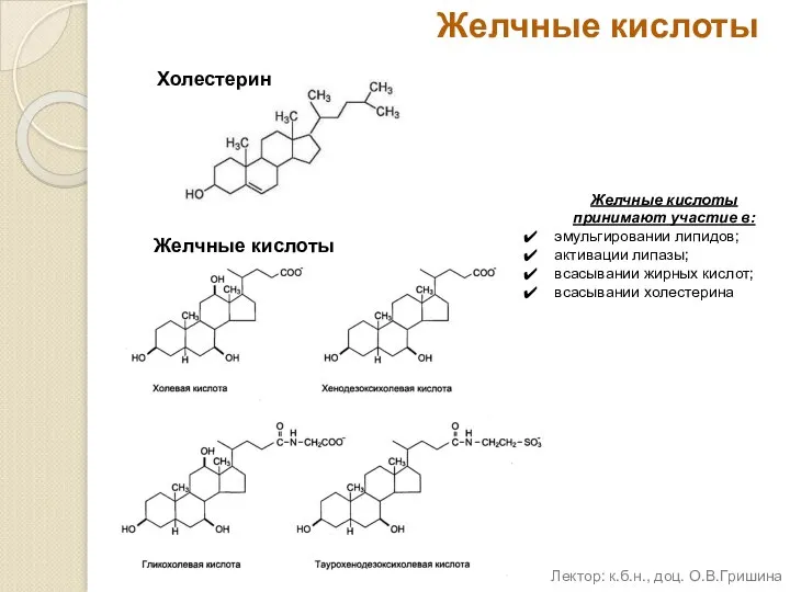 Желчные кислоты Холестерин Желчные кислоты принимают участие в: эмульгировании липидов; активации