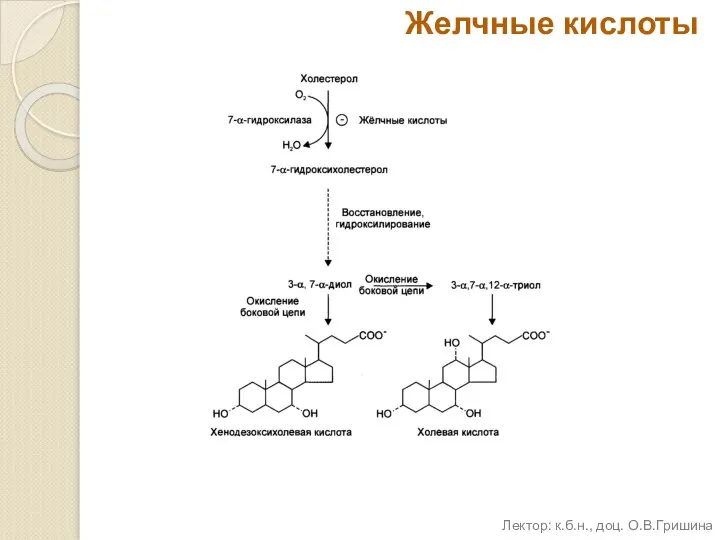 Желчные кислоты Лектор: к.б.н., доц. О.В.Гришина