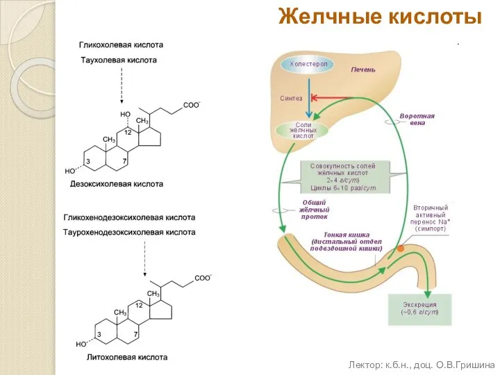 Желчные кислоты Лектор: к.б.н., доц. О.В.Гришина