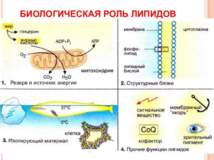 БИОЛОГИЧЕСКАЯ РОЛЬ ЛИПИДОВ Резерв и источник энергии