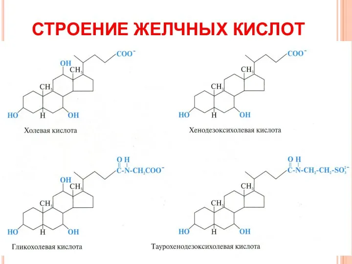 СТРОЕНИЕ ЖЕЛЧНЫХ КИСЛОТ