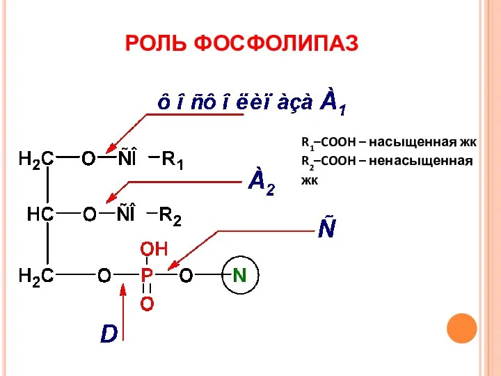 РОЛЬ ФОСФОЛИПАЗ