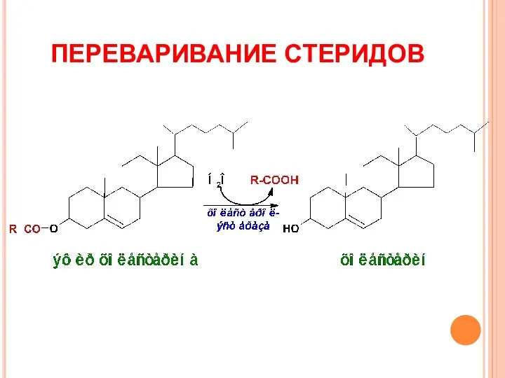 ПЕРЕВАРИВАНИЕ СТЕРИДОВ