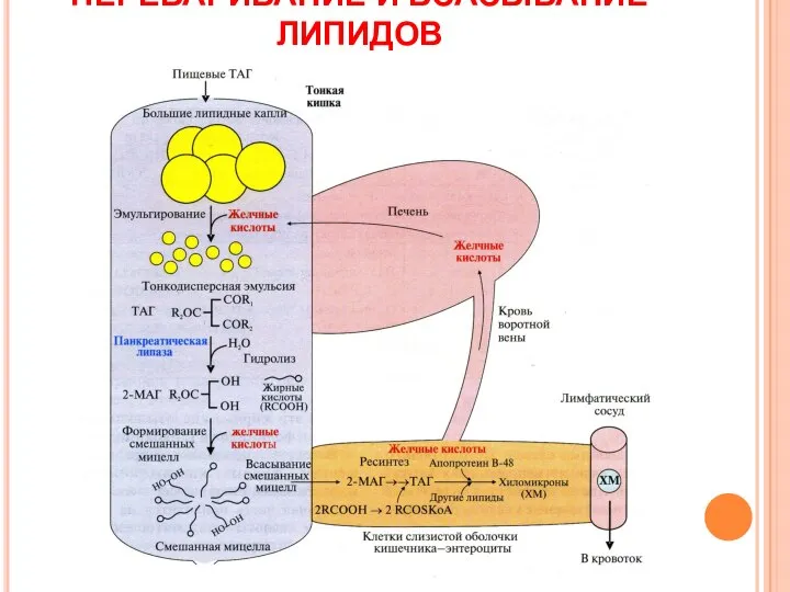 ПЕРЕВАРИВАНИЕ И ВСАСЫВАНИЕ ЛИПИДОВ