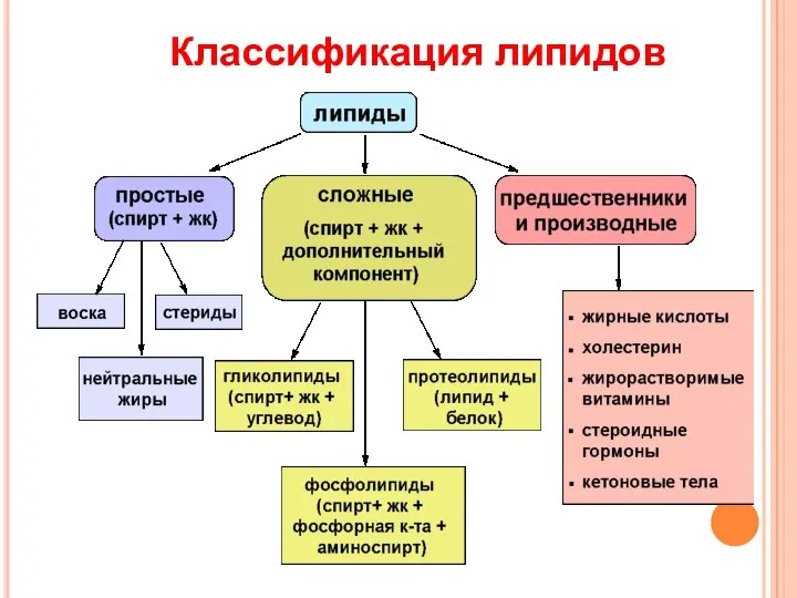 Классификация липидов