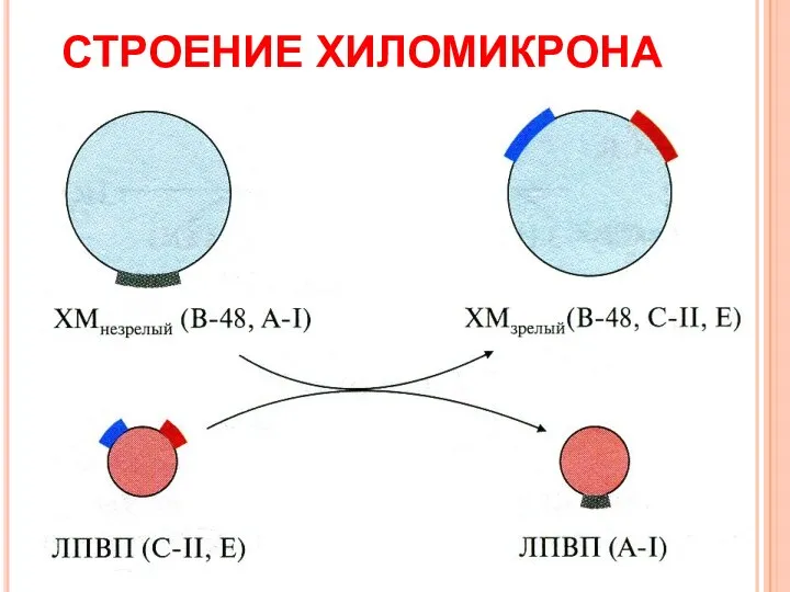 СТРОЕНИЕ ХИЛОМИКРОНА