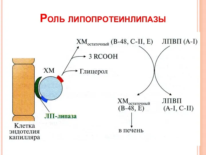 Роль липопротеинлипазы