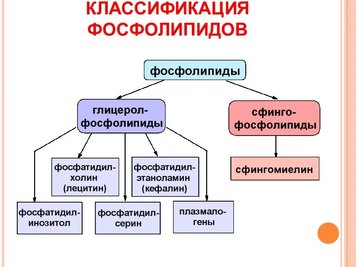 КЛАССИФИКАЦИЯ ФОСФОЛИПИДОВ