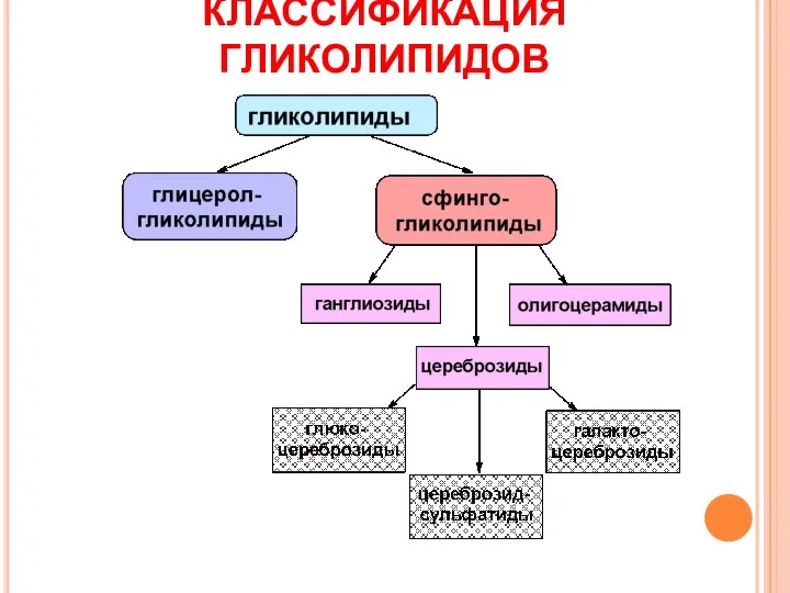 КЛАССИФИКАЦИЯ ГЛИКОЛИПИДОВ