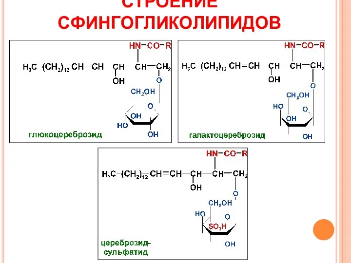 СТРОЕНИЕ СФИНГОГЛИКОЛИПИДОВ