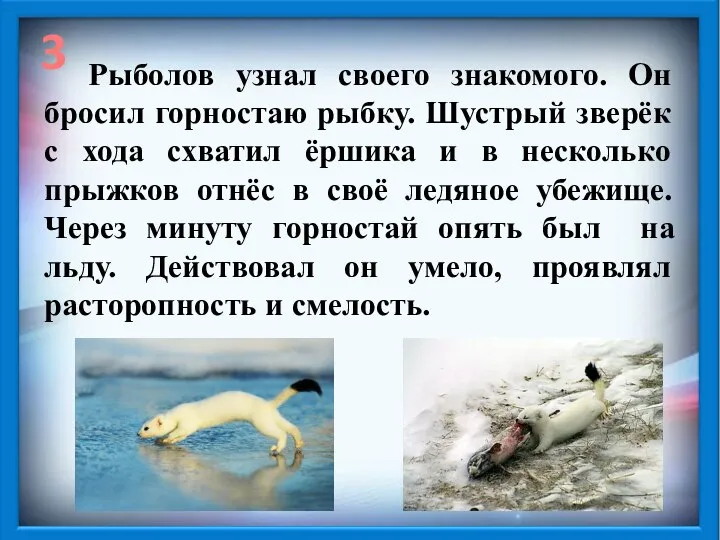 3 Рыболов узнал своего знакомого. Он бросил горностаю рыбку. Шустрый зверёк