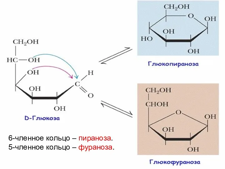 D-глюкоза может циклизоваться двумя способами, давая фуранозную и пиранозную структуры 5.
