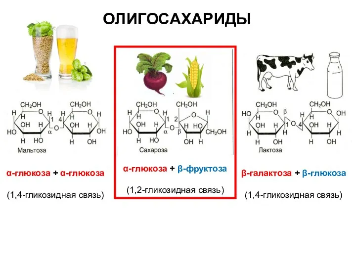 ОЛИГОСАХАРИДЫ α-глюкоза + β-фруктоза (1,2-гликозидная связь)