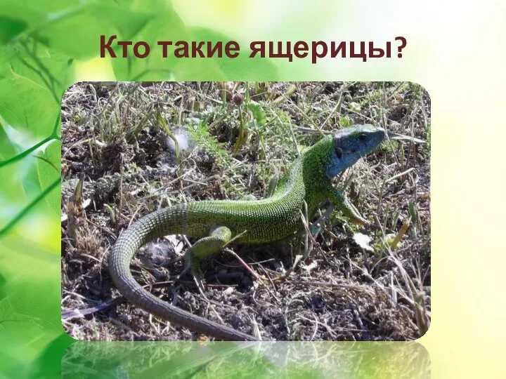 Кто такие ящерицы?