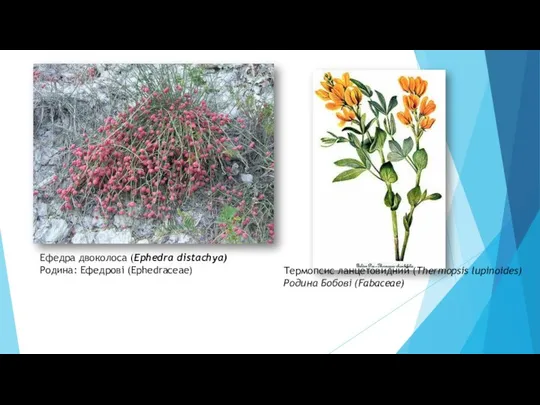 Ефедра двоколоса (Ephedra distachya) Родина: Ефедрові (Ephedraceae) Термопсис ланцетовидний (Thermopsis lupinoides) Родина Бобові (Fabaceae)