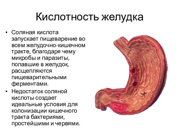 Кислотность желудка Соляная кислота запускает пищеварение во всем желудочно-кишечном тракте, благодаря