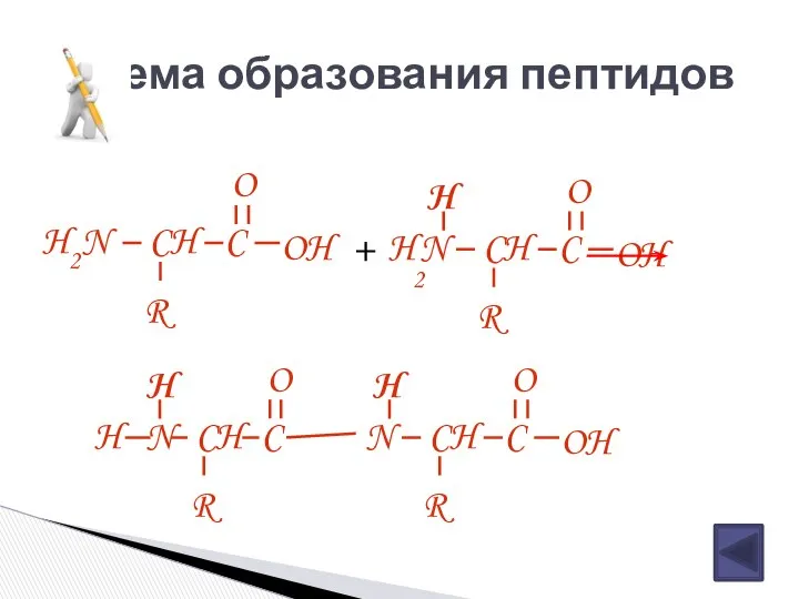 Схема образования пептидов H2N CH R C OH O H 2 +