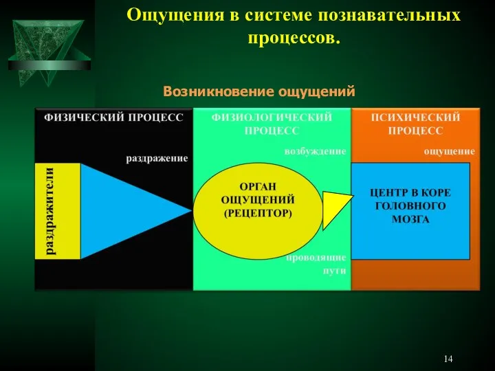 Ощущения в системе познавательных процессов. Возникновение ощущений