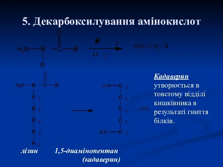 5. Декарбоксилування амінокислот лізин 1,5-диамінопентан (кадаверин) Кадаверин утворюється в товстому відділі кишківника в результаті гниття білків.