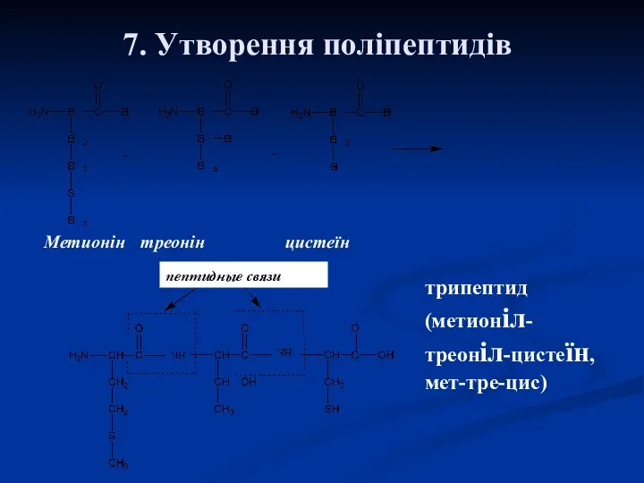 7. Утворення поліпептидів Метионін треонін цистеїн пептидные связи трипептид (метионіл-треоніл-цистеїн, мет-тре-цис)