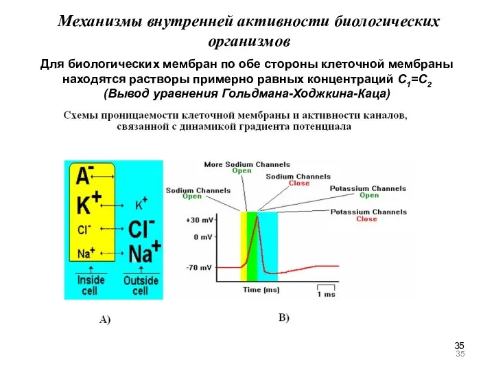 Механизмы внутренней активности биологических организмов Для биологических мембран по обе стороны