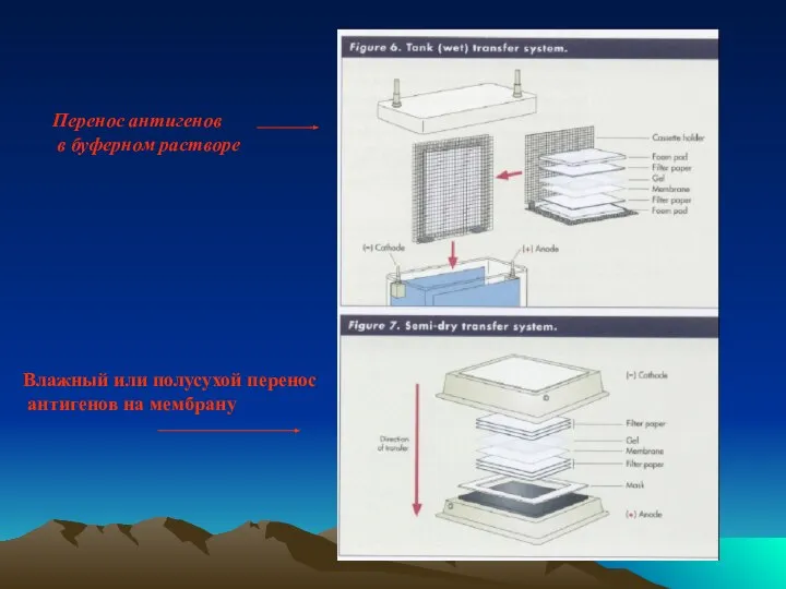 Перенос антигенов в буферном растворе Влажный или полусухой перенос антигенов на мембрану