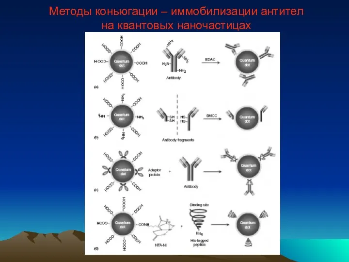 Методы коньюгации – иммобилизации антител на квантовых наночастицах