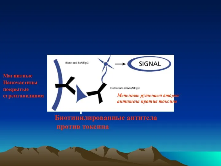 Магнитные Наночастицы покрытые стрептавидином Биотинилированные антитела против токсина Меченные рутением вторые антитела против токсина