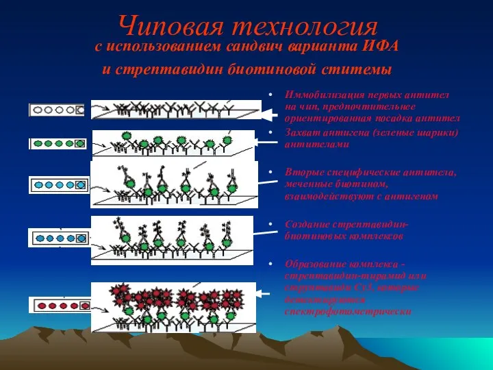 Чиповая технология с использованием сандвич варианта ИФА и стрептавидин биотиновой ститемы