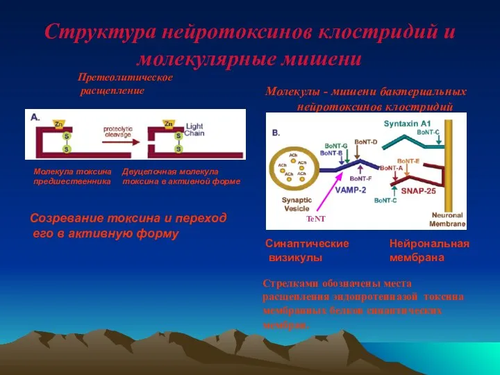 Структура нейротоксинов клостридий и молекулярные мишени Молекулы - мишени бактериальных нейротоксинов