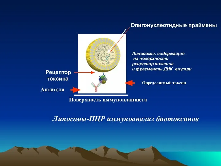 Липосомы-ПЦР иммуноанализ биотоксинов Антитела Определяемый токсин Липосомы, содержащие на поверхности рецептор