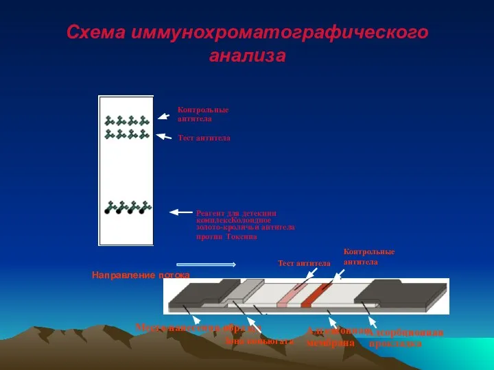 Схема иммунохроматографического анализа Реагент для детекции комплексКолоидное золото-кроличьи антитела против Токсина