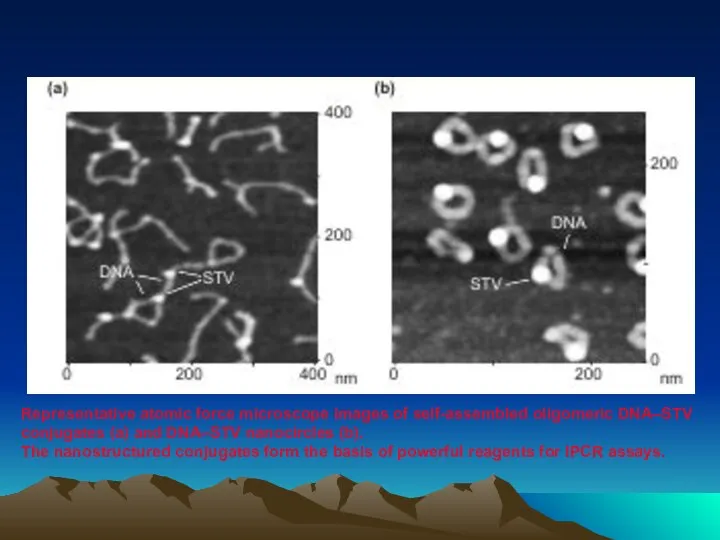 Representative atomic force microscope images of self-assembled oligomeric DNA–STV conjugates (a)