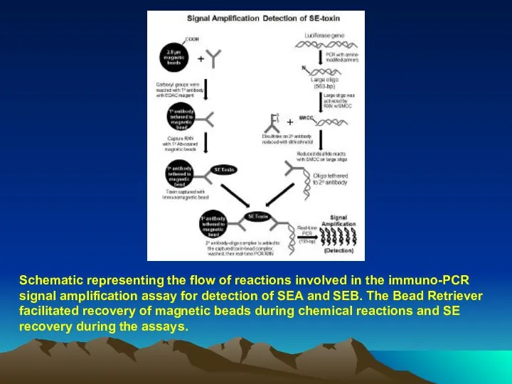 Schematic representing the flow of reactions involved in the immuno-PCR signal