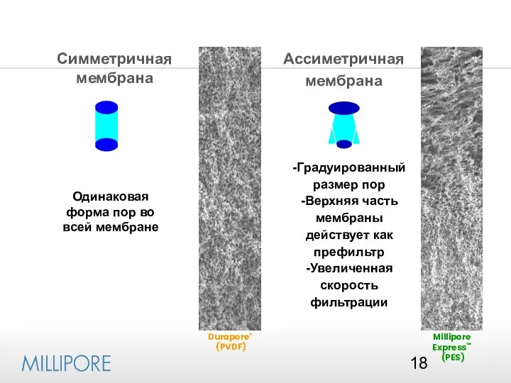 Ассиметричная мембрана Симметричная мембрана Durapore® (PVDF) Millipore Express™ (PES) Одинаковая форма