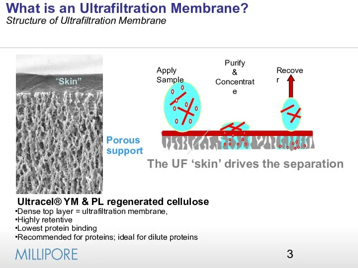 What is an Ultrafiltration Membrane? Structure of Ultrafiltration Membrane “Skin” Porous
