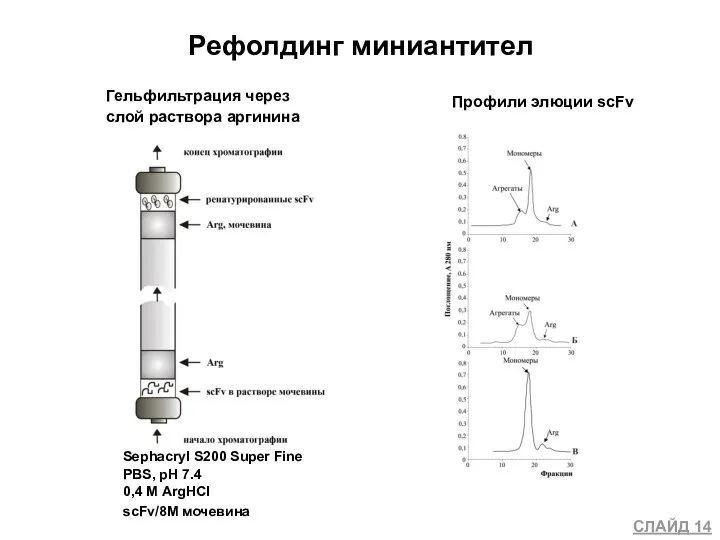 Рефолдинг миниантител Гельфильтрация через слой раствора аргинина Профили элюции scFv Sephacryl