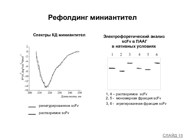 Рефолдинг миниантител СЛАЙД 15