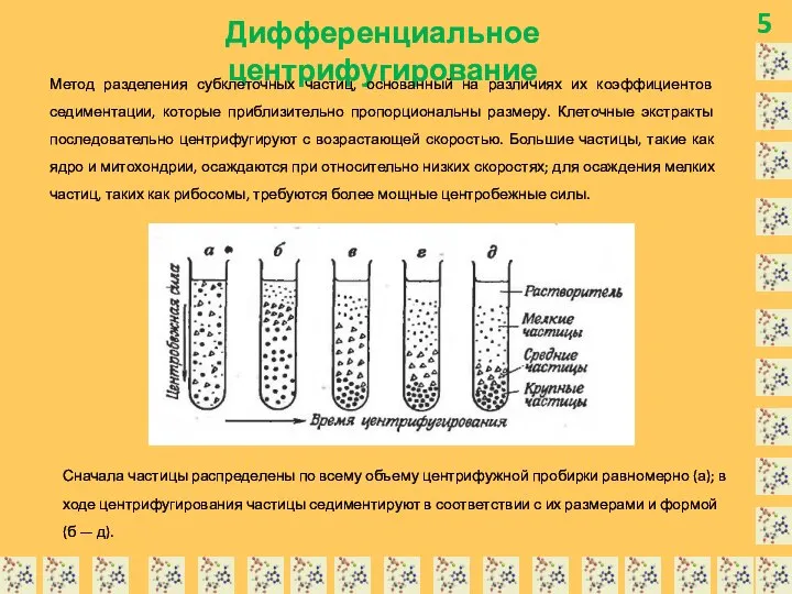 5 Дифференциальное центрифугирование Метод разделения субклеточных частиц, основанный на различиях их