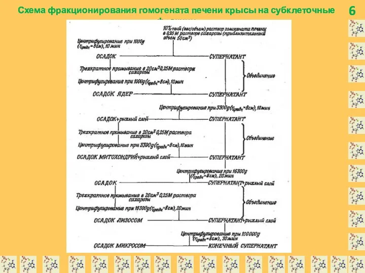 6 Схема фракционирования гомогената печени крысы на субклеточные фракции