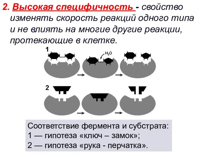 2. Высокая специфичность - свойство изменять скорость реакций одного типа и